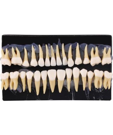 Buy Dental 1:1 Permanent Teeth Model - Ideal for School Demonstrations & Study Practice | International Shipping Available - Buy Online on GoSupps.com
