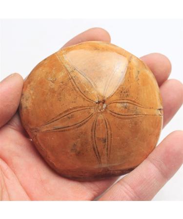 Crystal Natural Starfish raw Stone Specimen Natural Stones and Minerals Suitable for Home Office Decoration