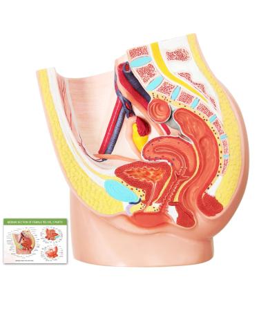 Merinden Female Pelvis Reproductive Anatomy Model Life Size Pelvis Model on Baseboard 2-Parts Pelvis Organ Model with Muscular Urinary Reproductive System Includes Detailed Product Manual
