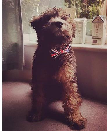 BIPY Union Jack Dog Bow Ties UK Flag Patriotic Dogs Collar Bowties For Holiday Party Celebrations King Charles Coronation Pet Grooming Accessories for Small Medium Cat Puppy Union Jack Bow Tie 9X5CM for SMALL and MEDIUM DOGS - Buy Online on GoSupps.com