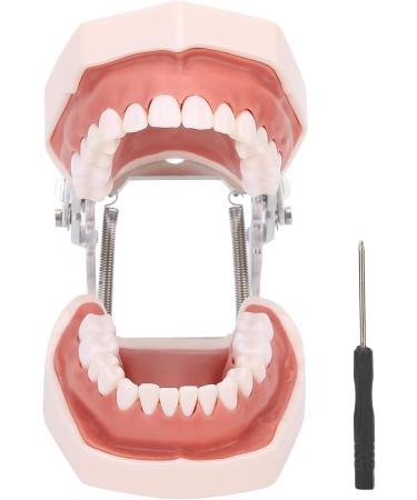 Typodontic Denture Model with Removable Teeth - Dental Anatomy Tool for Oral Practice & Preparation | 28 Tooth Simulation - Buy Online on GoSupps.com