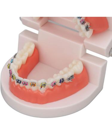 Buy Typodont & Demonstration Tooth Model | Educational Dental Training Tools for Labs - Buy Online on GoSupps.com