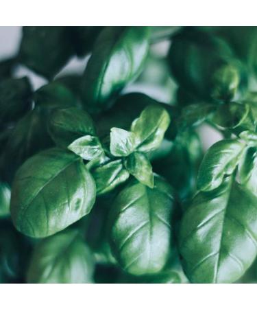 Farchioni Basil Olive Oil 250ml - Extra Virgin Olive Oil with Basil Essence - Glass Bottle - Buy Online on GoSupps.com