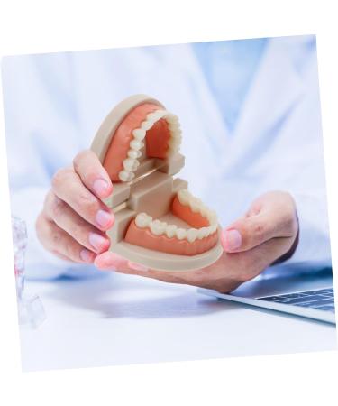 Buy Solustrie Dental Study Model for Kids | Educational Teeth & Oral Cavity Teaching Toy - International Shipping Available - Buy Online on GoSupps.com