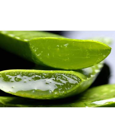 Buy BURI 4X 300ml Tabaibaloe Aloe Vera Premium Cream | Hydrating Face & Body Cream for All Skin Types - International Shipping Available - Buy Online on GoSupps.com