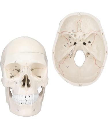 Life Size Human Head Skull Anatomical Model Upgraded Removable Human Adult Skull Head Bone Mold Anatomical Replica for Student Study Course Educational Study - Buy Online on GoSupps.com
