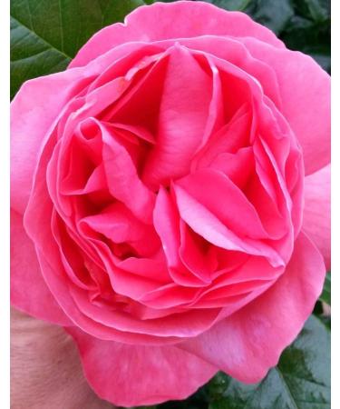 Anniversary Special Hybrid Tea Rose Bush radice nuda - Buy Online on GoSupps.com