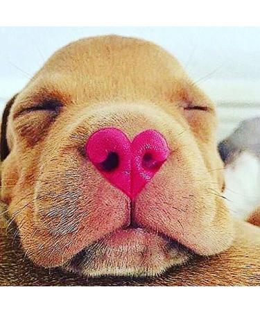 Nose Butter 30 ml - Nourishing Dry Dog Nose Balm for Healthy Paws | Shop Internationally at Your Store Name  - Buy Online on GoSupps.com