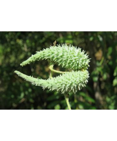 SENTA Veliparuthi (Pergularia Daemia) Powder 300 g - Buy Online on GoSupps.com