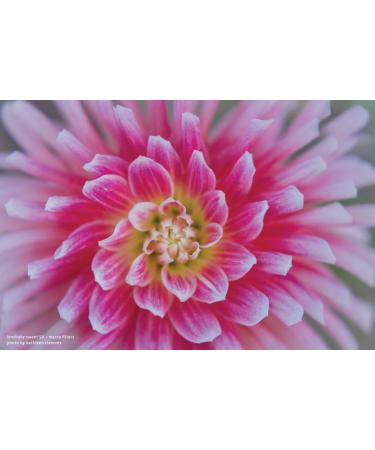 Lensbaby 46mm Macro Filter Kit - Explore Close-Up Photography - Buy Online on GoSupps.com