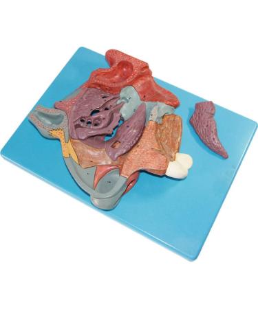 Nasal Cavity Model - Anatomical Nasal Cavity Model - Turbinate in The Lateral Wall of The Nasal Cavity Enlargement Model