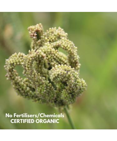 Danodia Foods Finger Millet (Ragi) 500g - Gluten-Free Superfood for Healthy Cooking | 100% Natural Red Millet - Ideal for Growing Kids - Buy Online on GoSupps.com