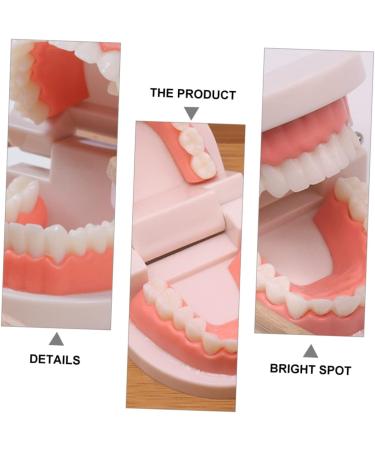 Ipetboom Children's Dental Education Toy | Early Learning Model for Dental Health | Reusable Tooth Model for Kids - Buy Online on GoSupps.com