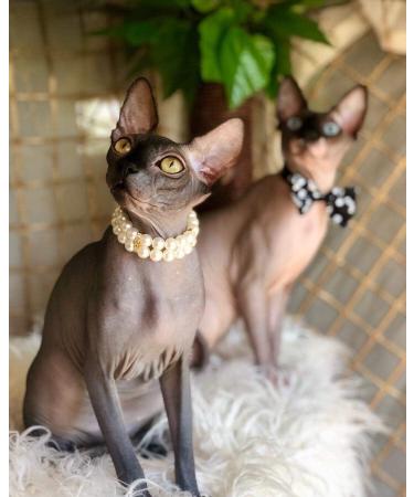 Pet Show Rhinestone Faux Pearl Small Dog Necklace - Size S - Ivory - Buy Online on GoSupps.com