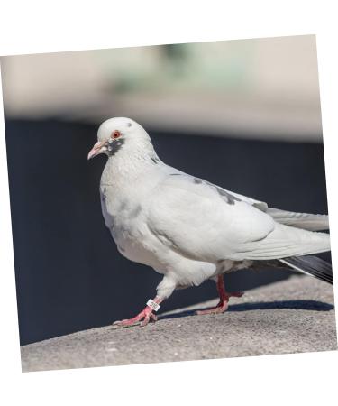 CORHAD 100 Pcs Pigeon Anklet Pigeons Identification Ring Duck Leg Number Plastic White Products 1.3X1.3CM White - Buy Online on GoSupps.com