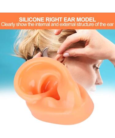 Flexible Silicone Left Ear Model for Realistic Earwax Removal Simulation - Buy Online on GoSupps.com