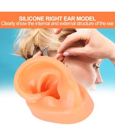 Buy Professional Silicone Left Ear Model - Anatomical Human Ohr Simulation for Acupuncture Training | International Shipping Available - Buy Online on GoSupps.com