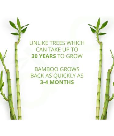 Caboo Bamboo Toilet Paper - Eco-Friendly, Septic Safe, 2-Ply, 300 SheetsRoll, 12 Count - Buy Online on GoSupps.com