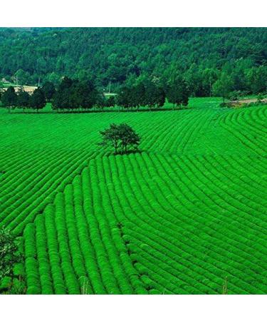 250g (0.55LB) Dragon Bien Chinois Printemps Longjing Th Vert pour la Long Jing th Th chinois Nourriture verte - Buy Online on GoSupps.com