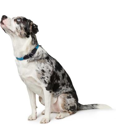 HUNTER Freestyle Dressage Dog Collar - Robust Weatherproof Pull Stopper - Size 55 (L) - Petrol Color - Buy Online on GoSupps.com