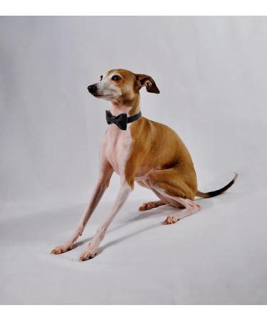 Buy Dogwong Adjustable Black Dog Collar with Removable Fly - Perfect Gift for Girls & Young Dogs - Comfortable for Small & Medium Dogs (Pack of 1) - Buy Online on GoSupps.com