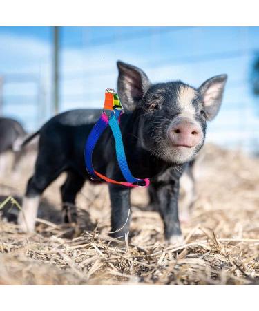 Buy Woyous Mini-Pig Crockery Set - Adjustable 2-Part Dishes for Small Pigs & Rabbits | Leash Included | Perfect for Walking & Jogging - Multi-Colored - Buy Online on GoSupps.com