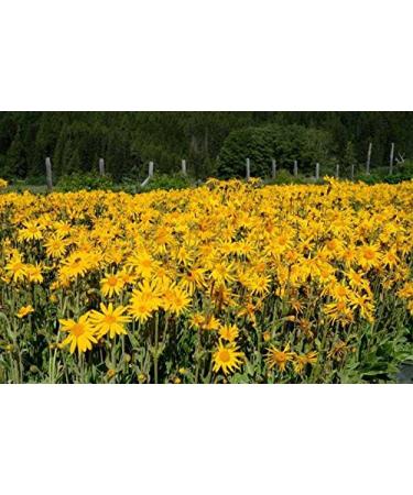 Herbal Sense Bodi Arnica Flower Tincture 8 oz - Highest Concentration for Skin Relief | International Shipping Available - Buy Online on GoSupps.com