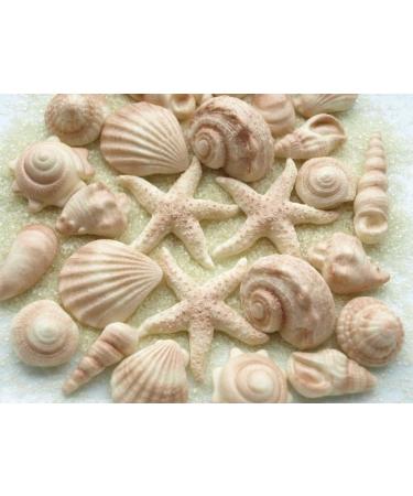 Rainbow Cake Toppers 24x Edible Sea Shells Cupcake Decorations Mermaid Cupcake Toppers Under the Sea Cake (RCT-0047) - Buy Online on GoSupps.com