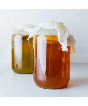 Buy Premium Fairy Kombucha Tea Mushroom | Organic SCOBY for 1-5L | Success Guarantee & Instructions - Buy Online on GoSupps.com