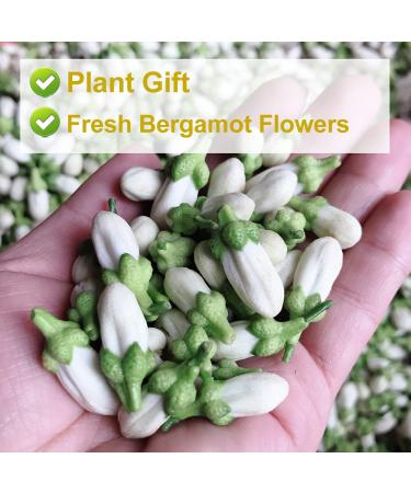 Buy Bergamot Flower Tea 80g | Natural Weight Loss & Skin Care Herbal Tea | Premium Chinese for Health Benefits - Buy Online on GoSupps.com