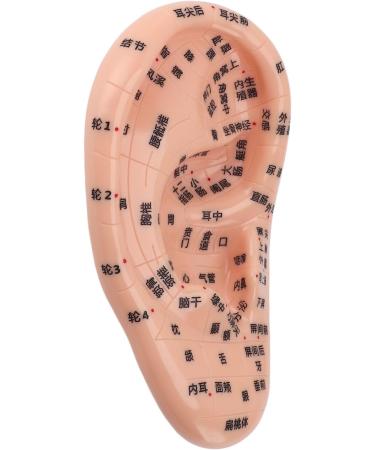 Buy 17cm Ear Acupuncture Point Model - Large Reflexology Learning Display for International Shipping - Buy Online on GoSupps.com