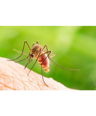 Doctan Classic Lotion | 12-Hour Protection Against Mosquitoes Ticks & Biting Flies | Malaria & Zika Virus Defense | Olive Scent | International Shipping - Buy Online on GoSupps.com