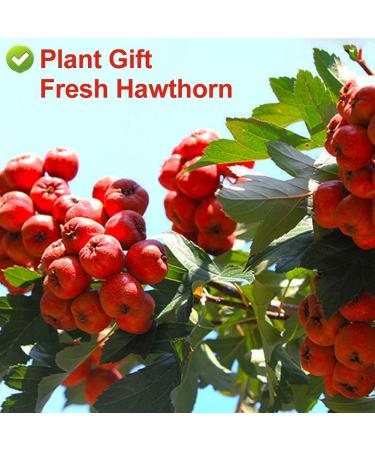 PlantGift Hawthorn Berry 80G/2.82oz China Medicinal Herb (Shanzha/Dried Hawthorne) Dried Bulk Health Tea Hawthorn Berries - Buy Online on GoSupps.com