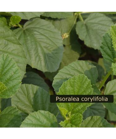 Lanoline Bakuchiol Infused with Vitamin C Age Defying Eye Cream Retinol Alternative 1.05 oz - Buy Online on GoSupps.com