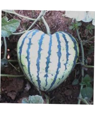 Hoement Fruit Shaping Molds Fruit Vegetables Square Tool Watermelon Shaping Grow Mold Cooking Utensils Strawberry Pumpkin 17x17cm Transparent - Buy Online on GoSupps.com