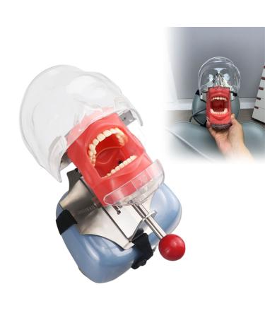 DBMGB dental simulator Phantom head training model doll phantom in life size with teeth model training for dentists and dental assistants 360 rotatable clip-on/connect