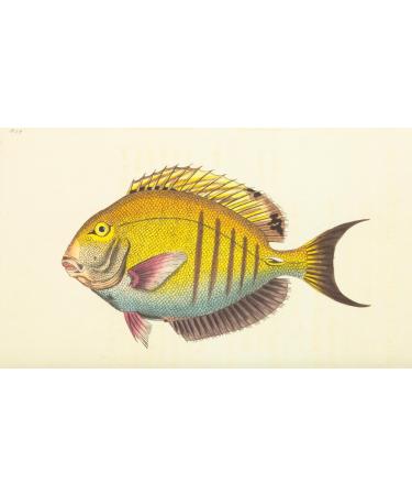 Posterazzi The Naturalists' Miscellany 1789 Lancet-tailed Acanthurus Poster Print by F.P. Nodder (24 x 36)