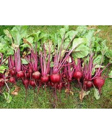 Country Creek Acres Beet Sprouting Seeds 2 lbs - Non GMO, High Germination for Microgreens, Juicing, Gardening - Hydroponics & Salad Sprouts - Buy Online on GoSupps.com