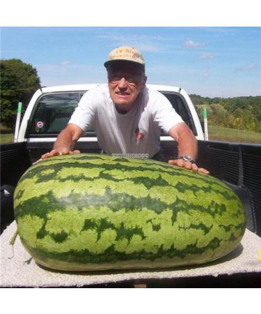 Portal Cool Sacha Inchi Dao Inca haricots frais en sant bio teneur lev e en peanut proteins - Buy Online on GoSupps.com