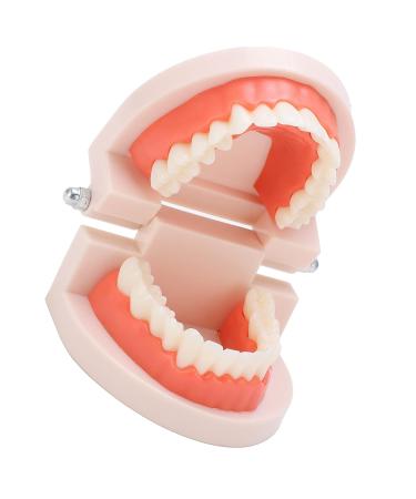 Teeth Model - Anti-Yellow Denture Model for Hospitals & Kindergartens | Shop Internationally - Buy Online on GoSupps.com