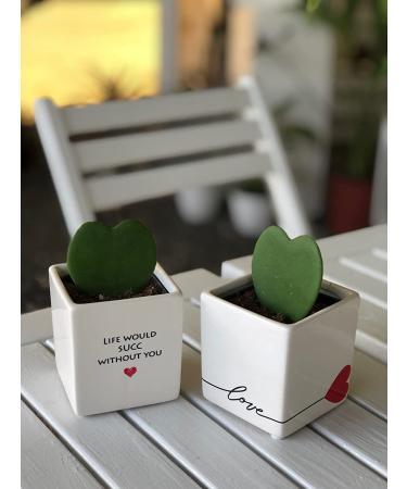 Costa Farms Live Indoor Hoya Heart Succulent in White Ceramic - 5 Tall - Buy Online on GoSupps.com