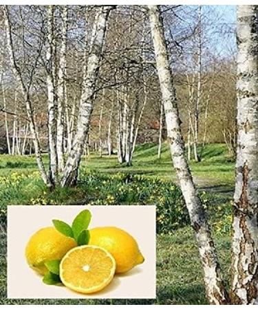 Premium Birch-Lemon Sauna Infusion Concentrate - Dufte Momente 250ml | International Shipping - Buy Online on GoSupps.com