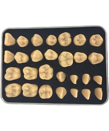 Adult Size Dental Teaching Reproductions - Resin Normal Teeth Model for Dental Care & Practice - Buy Online on GoSupps.com