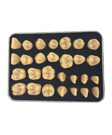 Adult size two size of normal teeth dentist carving teaching reproductions resin dental care pit and dental structure 2 times