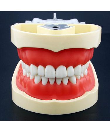 Lmeili Dental Typodont Joint Model - Removable Teeth Anatomy Teaching Tool for Dental Study - Buy Online on GoSupps.com