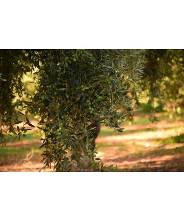 Truly Moroccan Extra Virgin Olive Oil Bottle 500ML | Rich In Antioxidants | Keto Friendly EVOO | Made With Pure Non-GMO Moroccan Olives - Buy Online on GoSupps.com