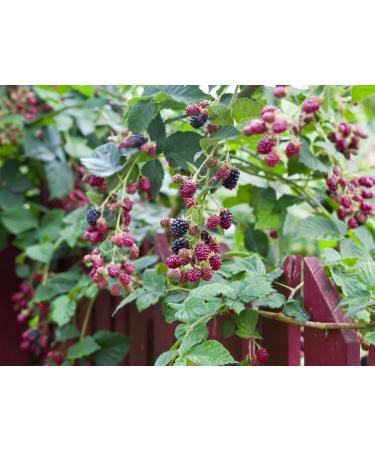 Blackberry Leaf Tea | Rubus L - Rubi Fruticose Folium | Ronce Feuille Tisane Health Embassy (100g) - Buy Online on GoSupps.com