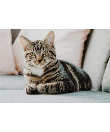 PET SUPPLEMENTS & NUTRITION LLC Cat Itchy Skin Relief - Allergy Relief Complex - Immune Support - VETS Recommended - 225 Chewable Tablets - Buy Online on GoSupps.com
