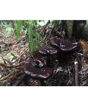 Duan-Wood Ganoderma Lucidum/LING Zhi/Reishi Spore Extract Oil 350mg x 100 Capsules - Buy Online on GoSupps.com