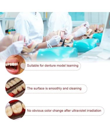 Realistic Synthetic Resin Teeth for Halloween Props | Professional Quality & Fine Workmanship for Model Learning - Buy Online on GoSupps.com